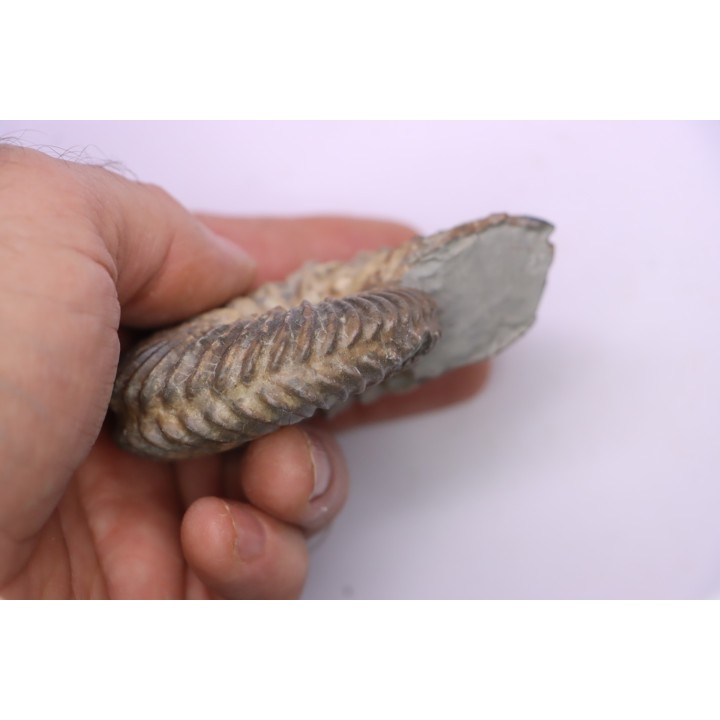 Hoplites dentatus  - middle albian - courcelles quarry - near Troyes - Aube - France