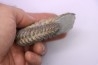 Hoplites dentatus - albien moyen - ancienne carrière Courcelles - Aube - France