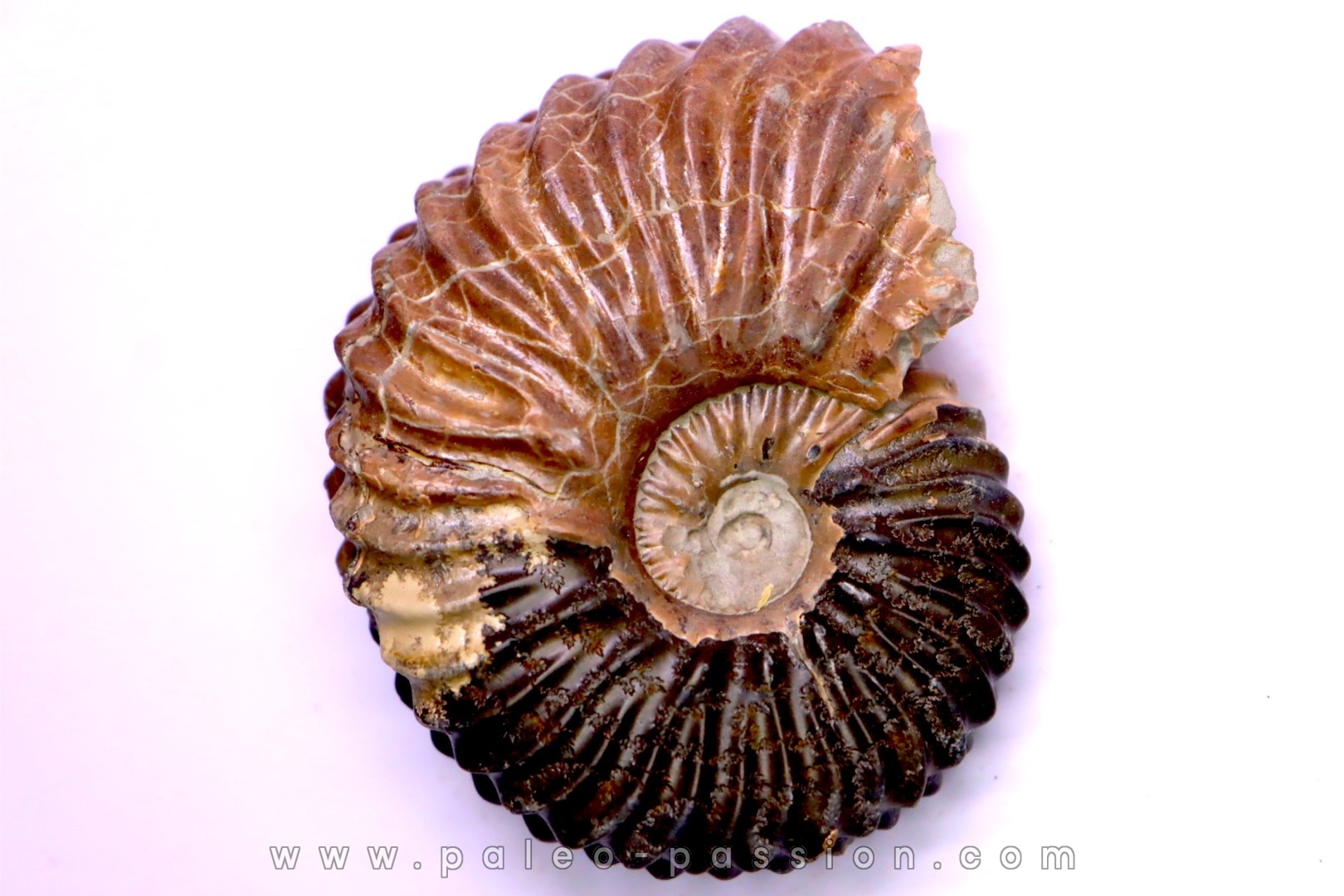 Hoplites dentatus - albien moyen - ancienne carrière Courcelles - Aube - France