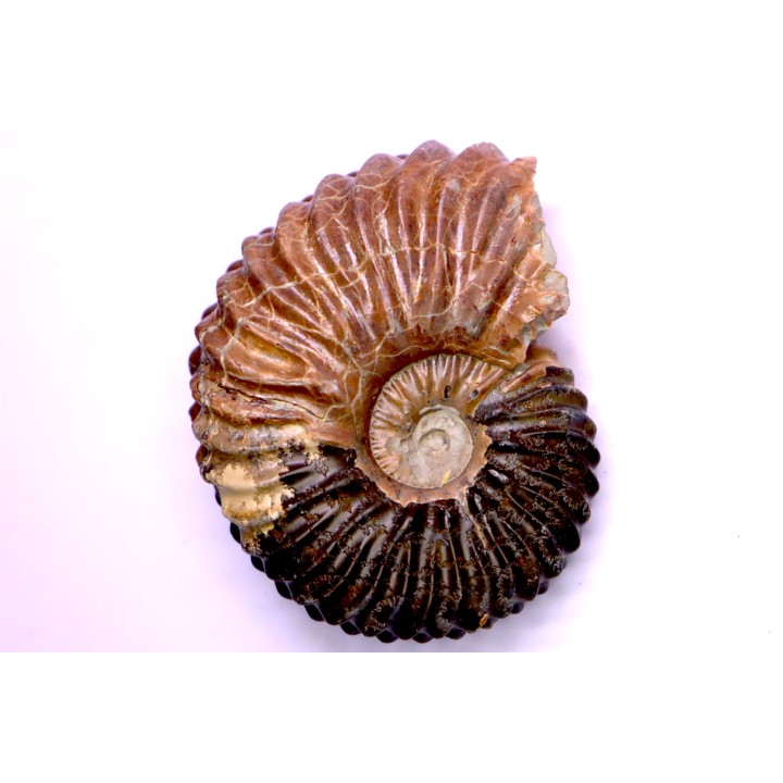 Hoplites dentatus  - middle albian - courcelles quarry - near Troyes - Aube - France