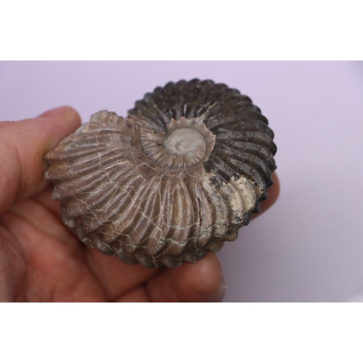 Hoplites dentatus  - middle albian - courcelles quarry - near Troyes - Aube - France