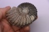 Hoplites dentatus - middle albian - courcelles quarry - near Troyes - Aube - France