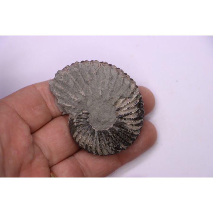 Hoplites dentatus  - middle albian - courcelles quarry - near Troyes - Aube - France