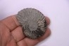 Hoplites dentatus - middle albian - courcelles quarry - near Troyes - Aube - France