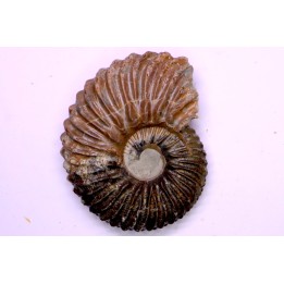 Hoplites dentatus  - middle albian - courcelles quarry - near Troyes - Aube - France