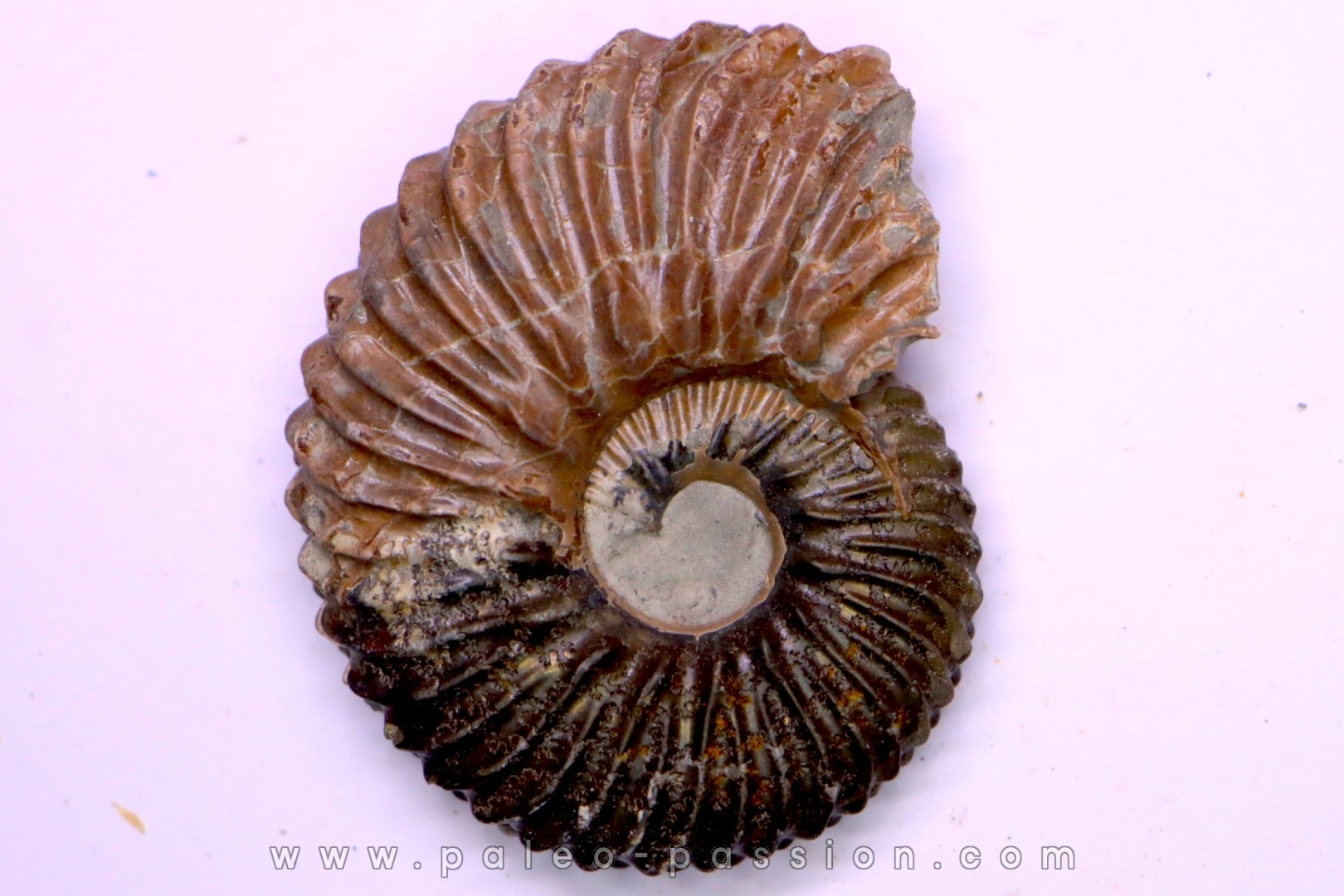 Hoplites dentatus - albien moyen - ancienne carrière Courcelles - Aube - France