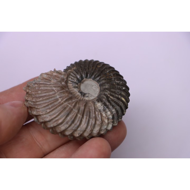 Hoplites dentatus - albien moyen - ancienne carrière Courcelles - Aube - France