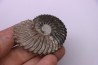 Hoplites dentatus - middle albian - courcelles quarry - near Troyes - Aube - France