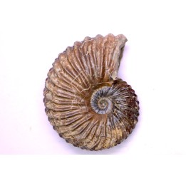 Hoplites dentatus  - middle albian - courcelles quarry - near Troyes - Aube - France