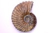 Hoplites dentatus - albien moyen - ancienne carrière Courcelles - Aube - France