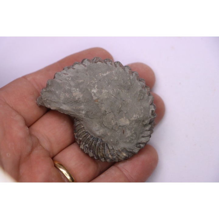 Hoplites dentatus  - middle albian - courcelles quarry - near Troyes - Aube - France