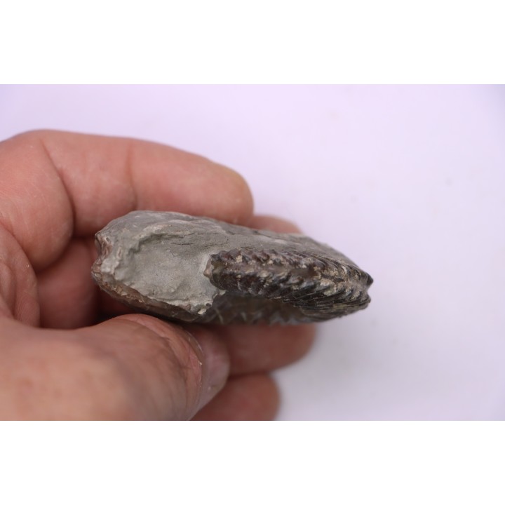 Hoplites dentatus - albien moyen - ancienne carrière Courcelles - Aube - France