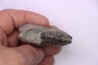 Hoplites dentatus - albien moyen - ancienne carrière Courcelles - Aube - France