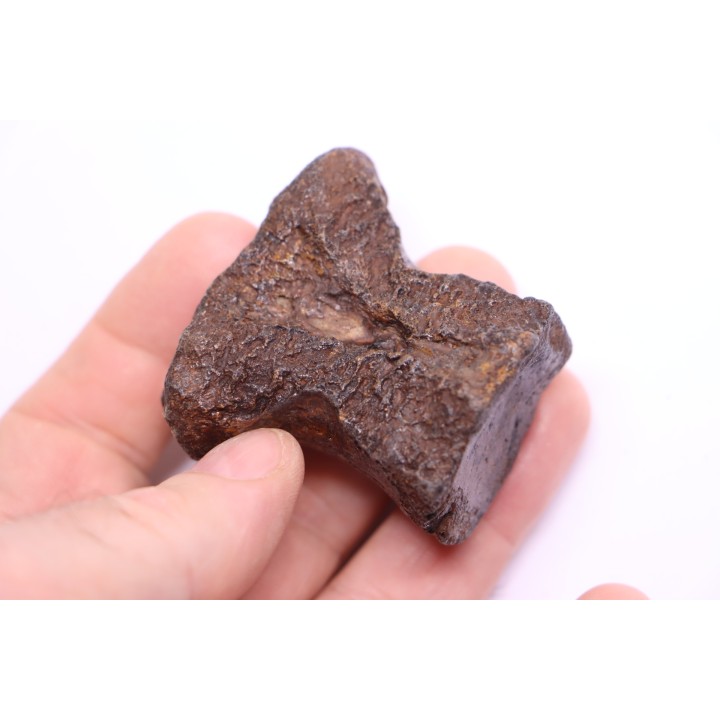 vertebra dinosaur hadrosaure : edmontosaure