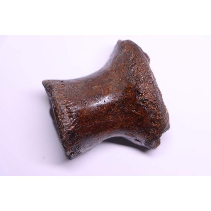 vertèbre de dinosaure HADROSAURE  edmontosaurus - Hell Creek  Fmt - crétacé supérieur - Montana - USA