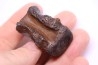 vertebra dinosaur hadrosaure : edmontosaure