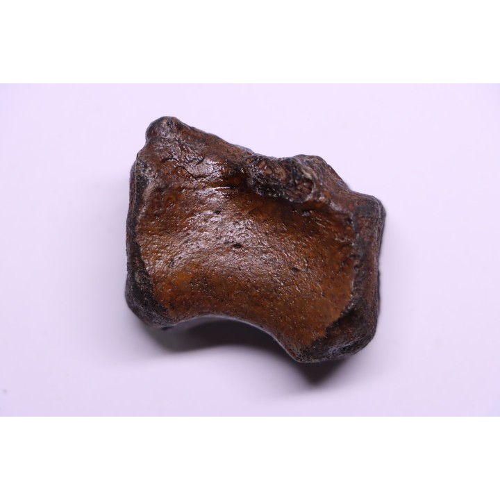 vertèbre de dinosaure HADROSAURE  edmontosaurus - Hell Creek  Fmt - crétacé supérieur - Montana - USA