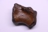 vertebra dinosaur hadrosaure : edmontosaure