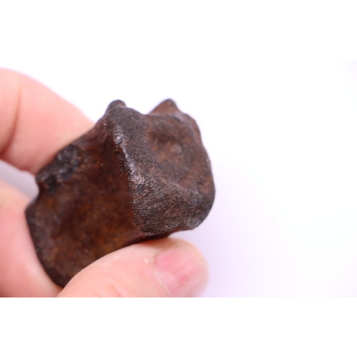 vertebra dinosaur hadrosaure : edmontosaure