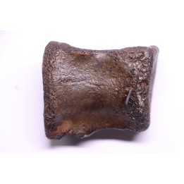 vertèbre de dinosaure HADROSAURE  edmontosaurus - Hell Creek  Fmt - crétacé supérieur - Montana - USA