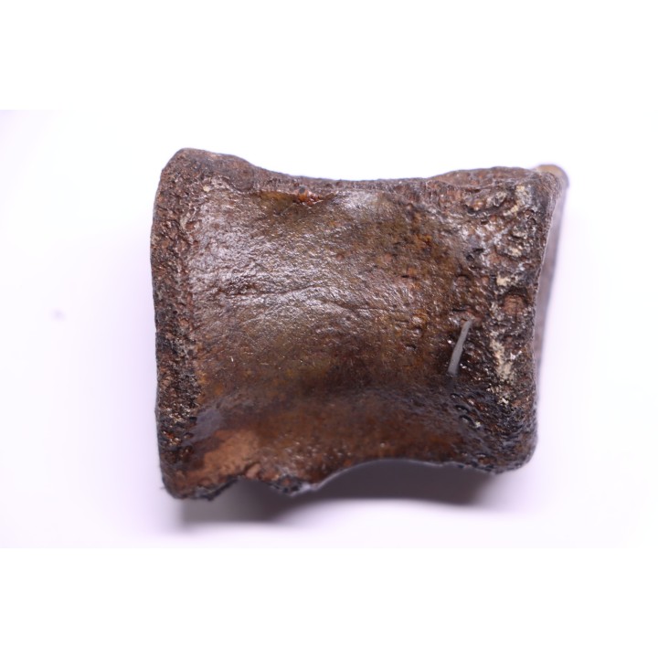 vertèbre de dinosaure HADROSAURE  edmontosaurus - Hell Creek  Fmt - crétacé supérieur - Montana - USA