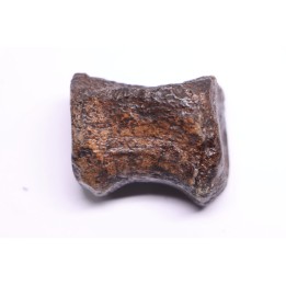 vertèbre de dinosaure HADROSAURE  edmontosaurus - Hell Creek  Fmt - crétacé supérieur - Montana - USA