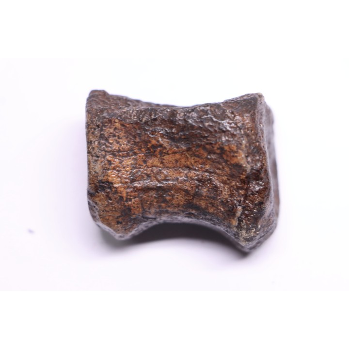 vertebra dinosaur hadrosaure : edmontosaure