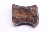 vertèbre de dinosaure HADROSAURE  edmontosaurus - Hell Creek  Fmt - crétacé supérieur - Montana - USA