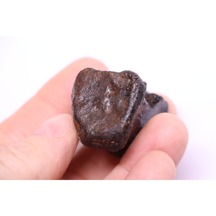 vertebra dinosaur hadrosaure : edmontosaure