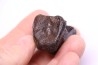 vertebra dinosaur hadrosaure : edmontosaure