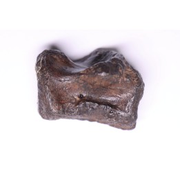 vertèbre de dinosaure HADROSAURE  edmontosaurus - Hell Creek  Fmt - crétacé supérieur - Montana - USA