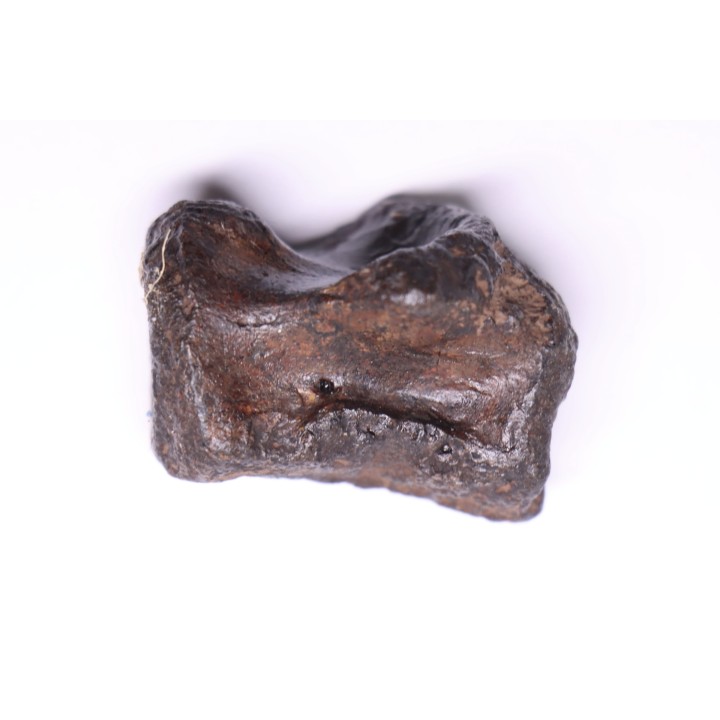 vertèbre de dinosaure HADROSAURE  edmontosaurus - Hell Creek  Fmt - crétacé supérieur - Montana - USA