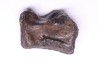 vertèbre de dinosaure HADROSAURE edmontosaurus - Hell Creek Fmt - crétacé supérieur - Montana - USA