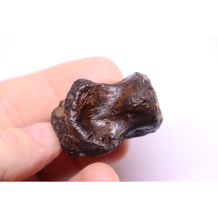 vertebra dinosaur hadrosaure : edmontosaure