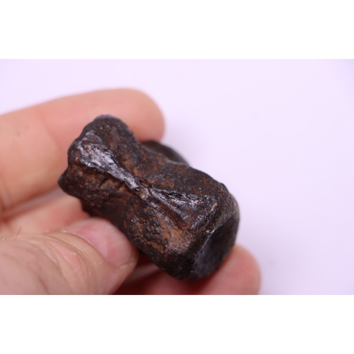 vertèbre de dinosaure HADROSAURE  edmontosaurus - Hell Creek  Fmt - crétacé supérieur - Montana - USA