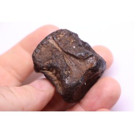 vertebra dinosaur hadrosaure : edmontosaure
