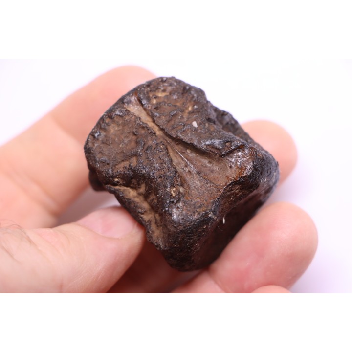 vertèbre de dinosaure HADROSAURE  edmontosaurus - Hell Creek  Fmt - crétacé supérieur - Montana - USA