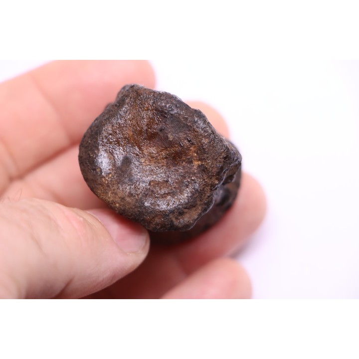 vertebra dinosaur hadrosaure : edmontosaure