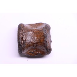 vertebra dinosaur hadrosaure : edmontosaure