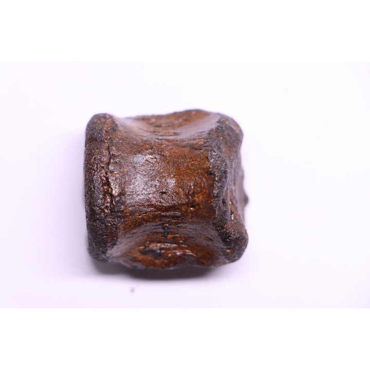 vertebra dinosaur hadrosaure : edmontosaure