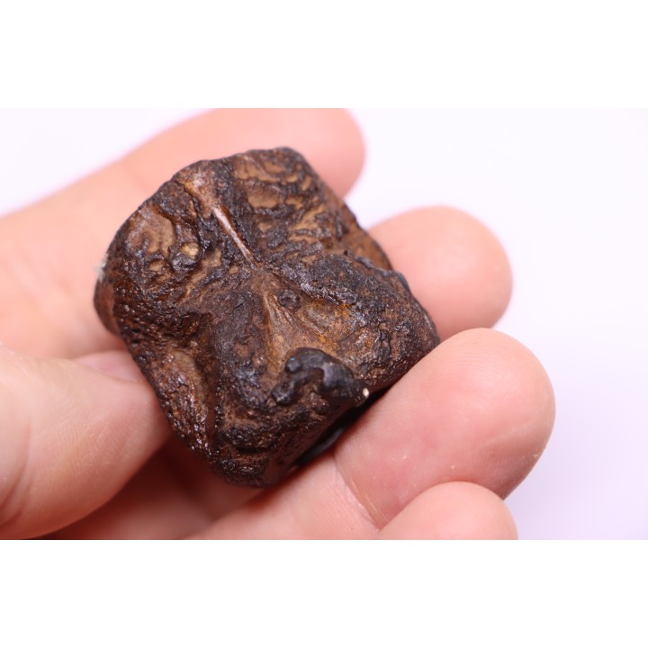vertèbre de dinosaure HADROSAURE  edmontosaurus - Hell Creek  Fmt - crétacé supérieur - Montana - USA