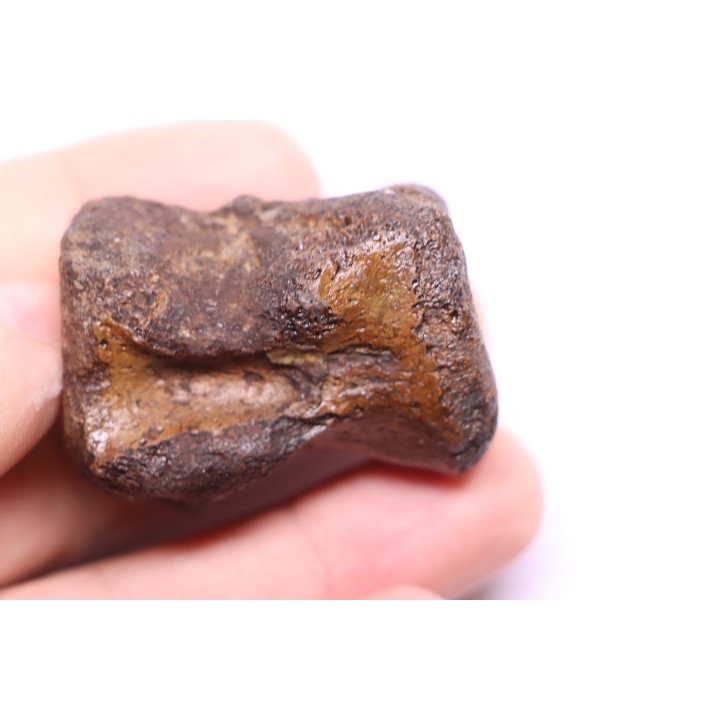 vertèbre de dinosaure HADROSAURE  edmontosaurus - Hell Creek  Fmt - crétacé supérieur - Montana - USA