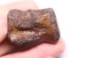 vertèbre de dinosaure HADROSAURE  edmontosaurus - Hell Creek  Fmt - crétacé supérieur - Montana - USA
