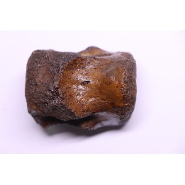 vertebra dinosaur hadrosaure : edmontosaure