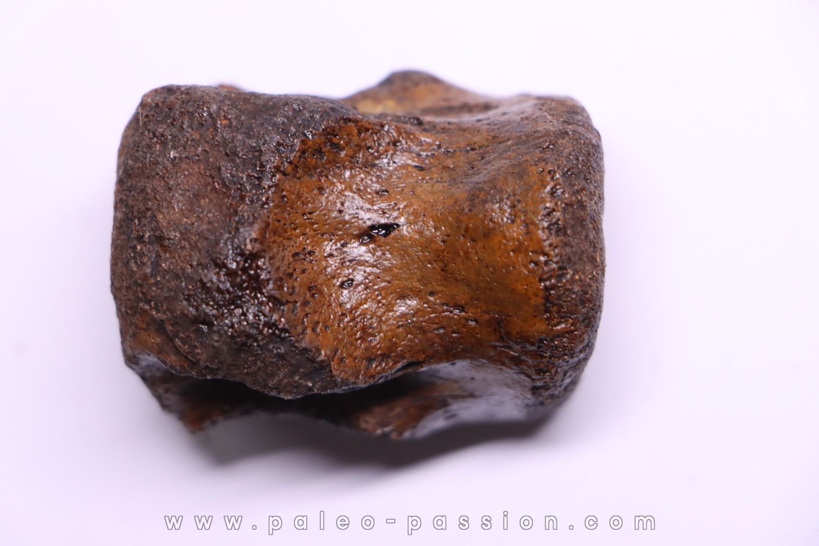 vertebra dinosaur hadrosaure : edmontosaure