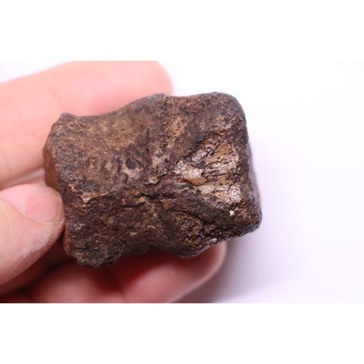 vertèbre de dinosaure HADROSAURE  edmontosaurus - Hell Creek  Fmt - crétacé supérieur - Montana - USA