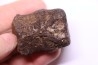 vertèbre de dinosaure HADROSAURE  edmontosaurus - Hell Creek  Fmt - crétacé supérieur - Montana - USA