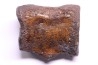 vertebra dinosaur hadrosaure : edmontosaure
