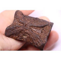 vertèbre de dinosaure HADROSAURE  edmontosaurus - Hell Creek  Fmt - crétacé supérieur - Montana - USA