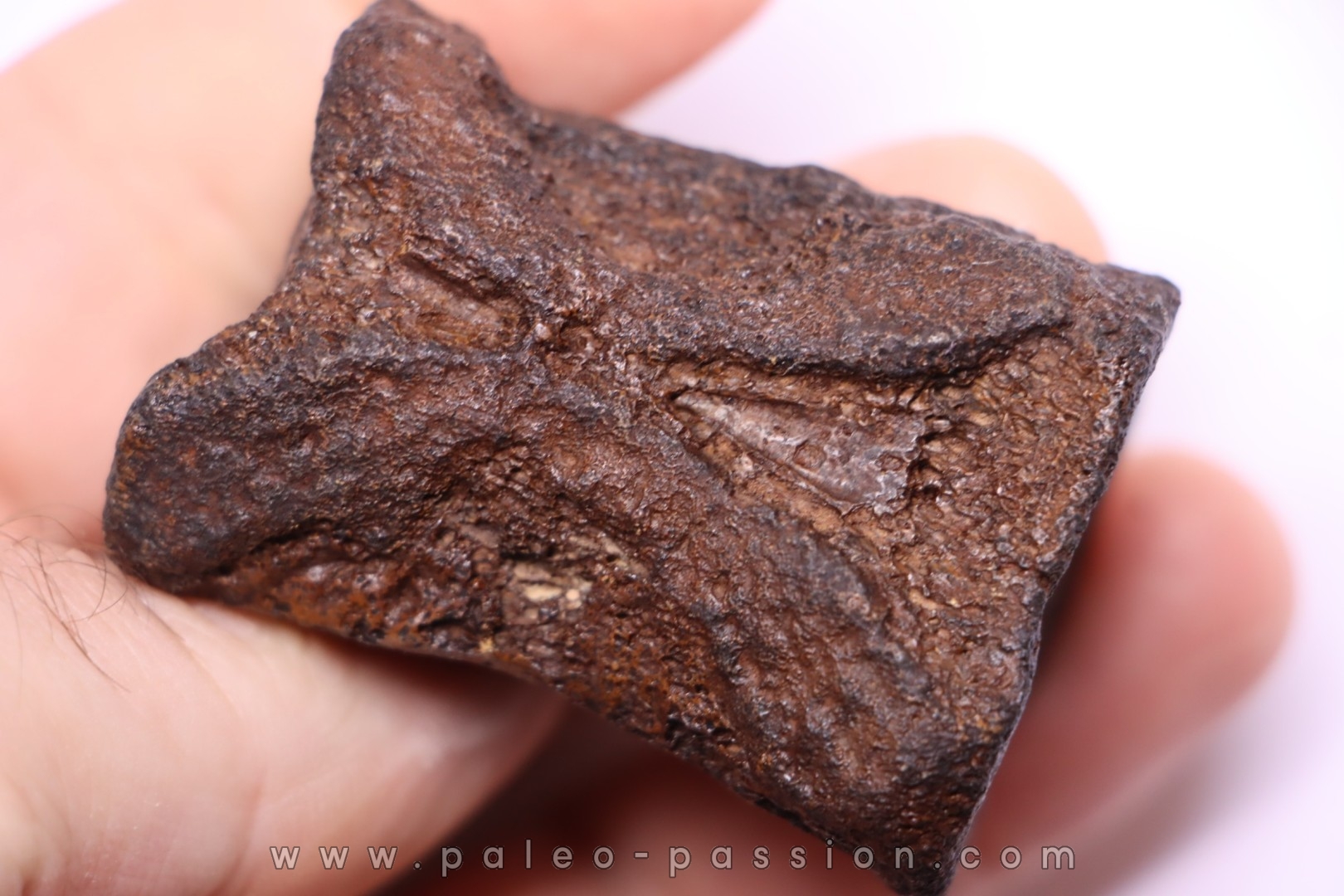 vertèbre de dinosaure HADROSAURE edmontosaurus - Hell Creek Fmt - crétacé supérieur - Montana - USA